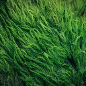 Spiruline